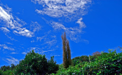 なぜか気になる木と夏空と　IMGP0736zz