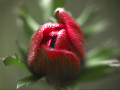 産毛の生えた赤い蕾　P1250279zz