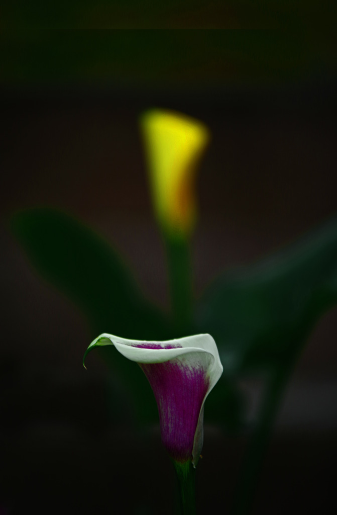 二色のカラー　IMGP8185zz