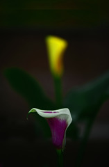 二色のカラー　IMGP8185zz