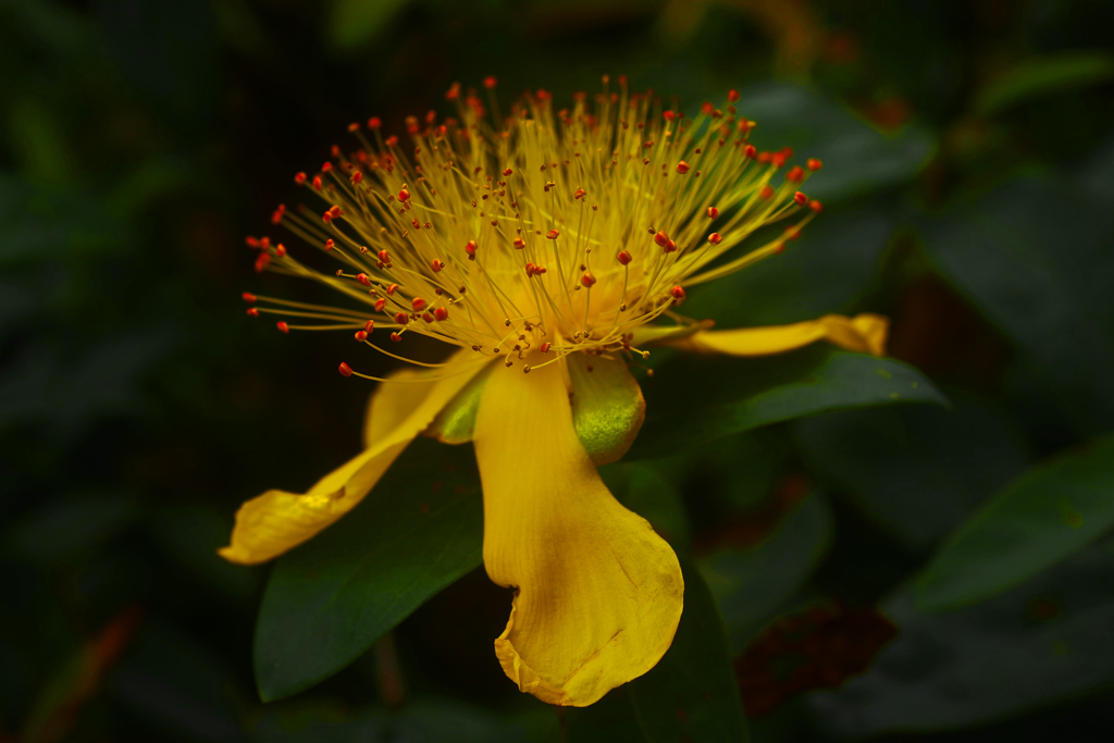 ヒペリカム カリシナム　P1190564zz