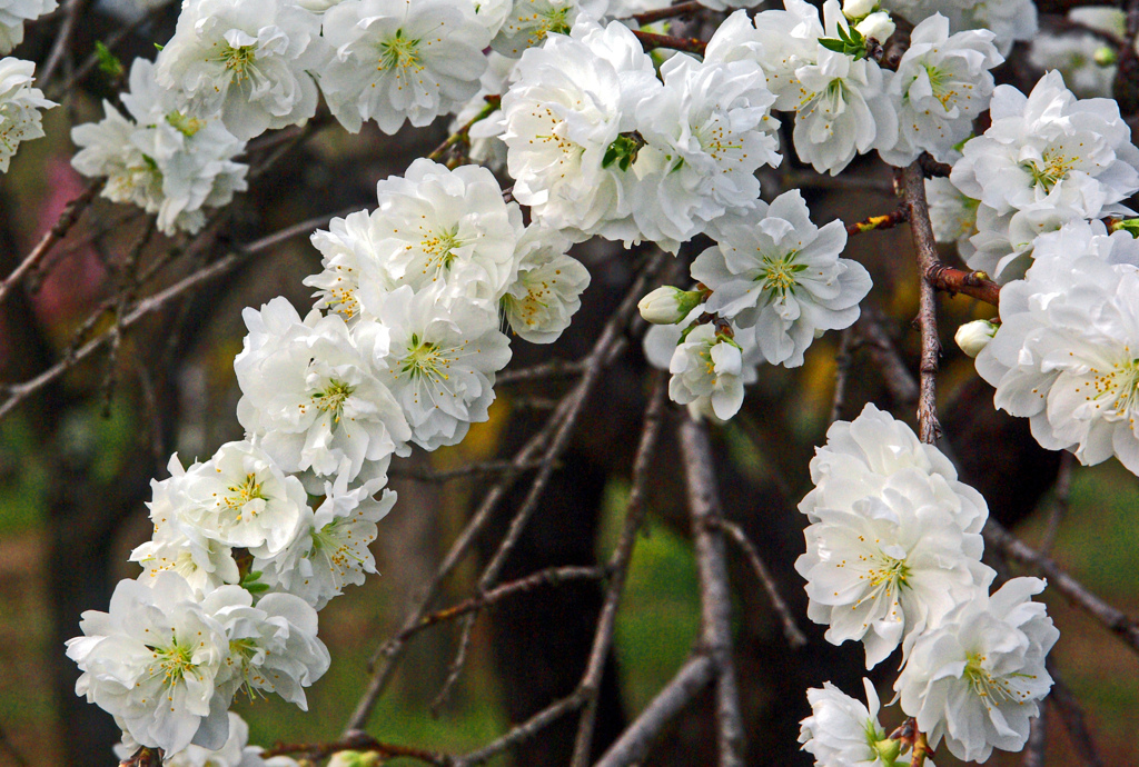 白い八重桜　IMGP9265zz
