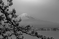 河口湖より富士を仰ぐ　IMGP9977z