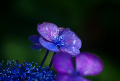 やはり雨に似合う花　P1300783zz