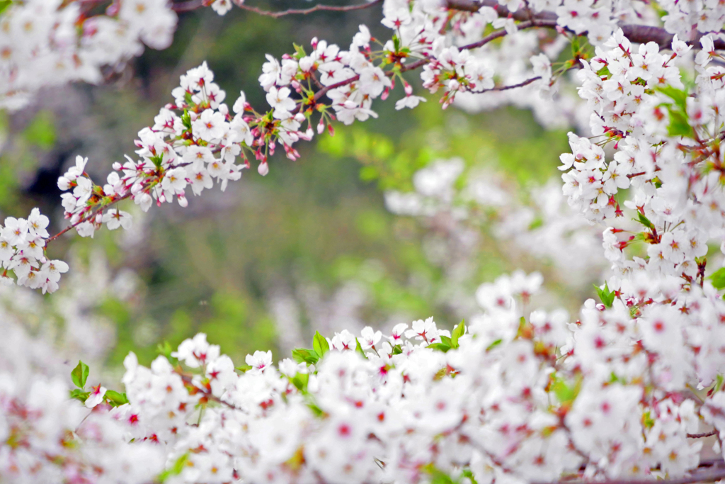 桜の窓　P1370141zz