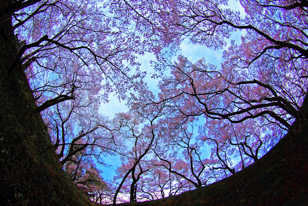 天空の花園　IMGP4461zz