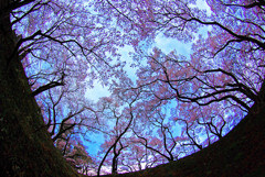 天空の花園　IMGP4461zz