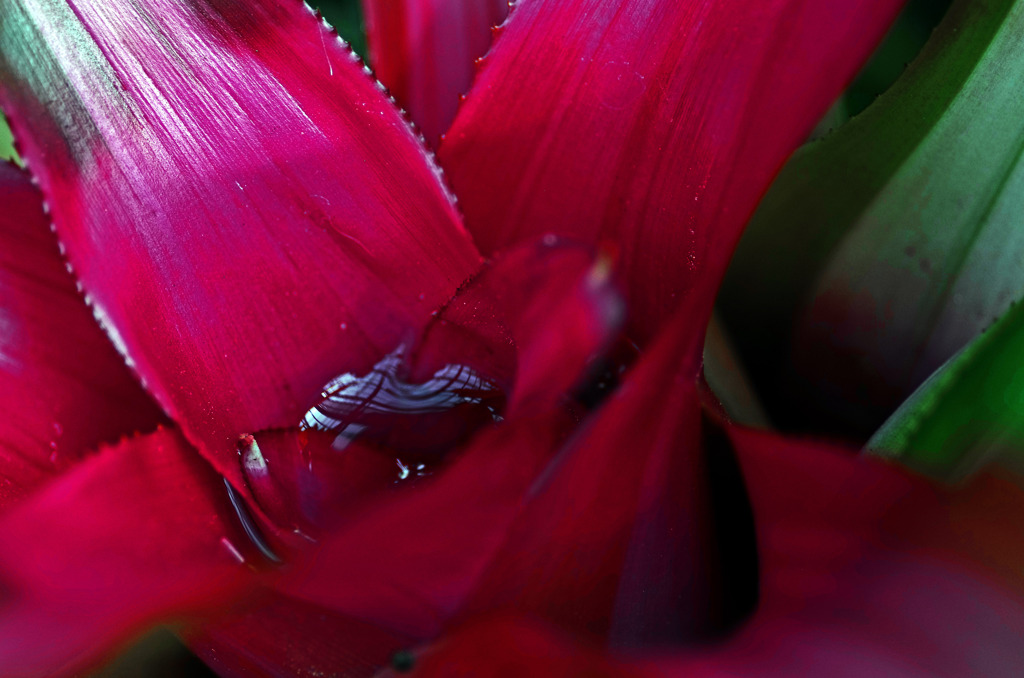 アナナスの貯水槽　IMG8474zz