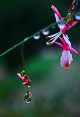 雨の贈り物Ⅱ　P1680095zz