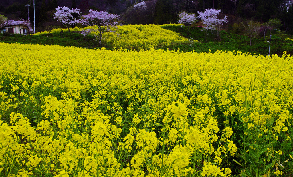 菜の花と桜　IMG8631zz