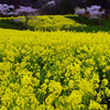 菜の花と桜　IMG8631zz