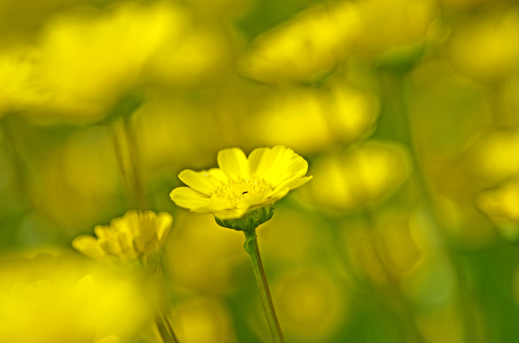 黄色き花たち　IMG8577zz