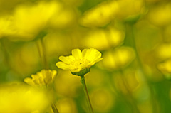 黄色き花たち　IMG8577zz