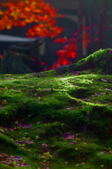 秋の日差し　IMGP1612z