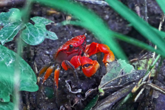 「森の住人」   P1220579zz