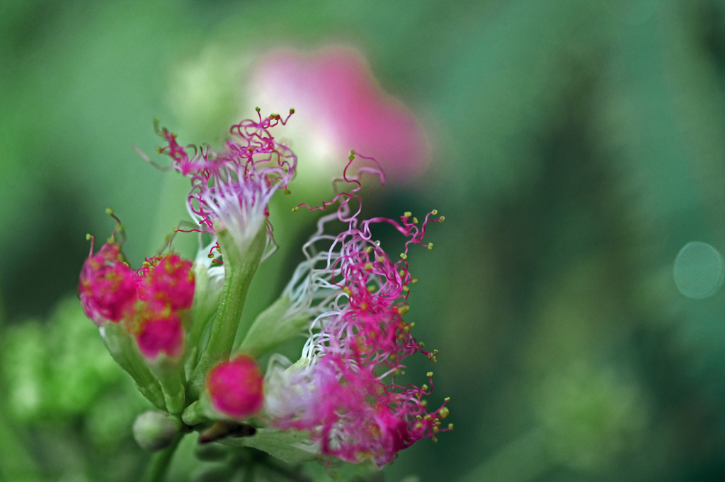 もじゃもじゃ　P1010695zz