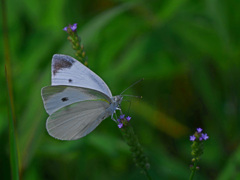 モンシロチョウ　P1310686zz
