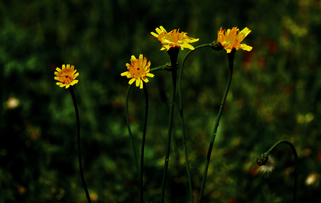 野を彩る小さき花　P1200666zz