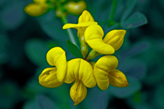 小さき野の花　_IGP7030zz