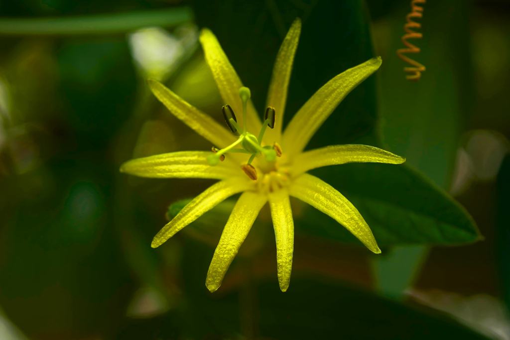 トケイソウ・キトリナ　P1190550z