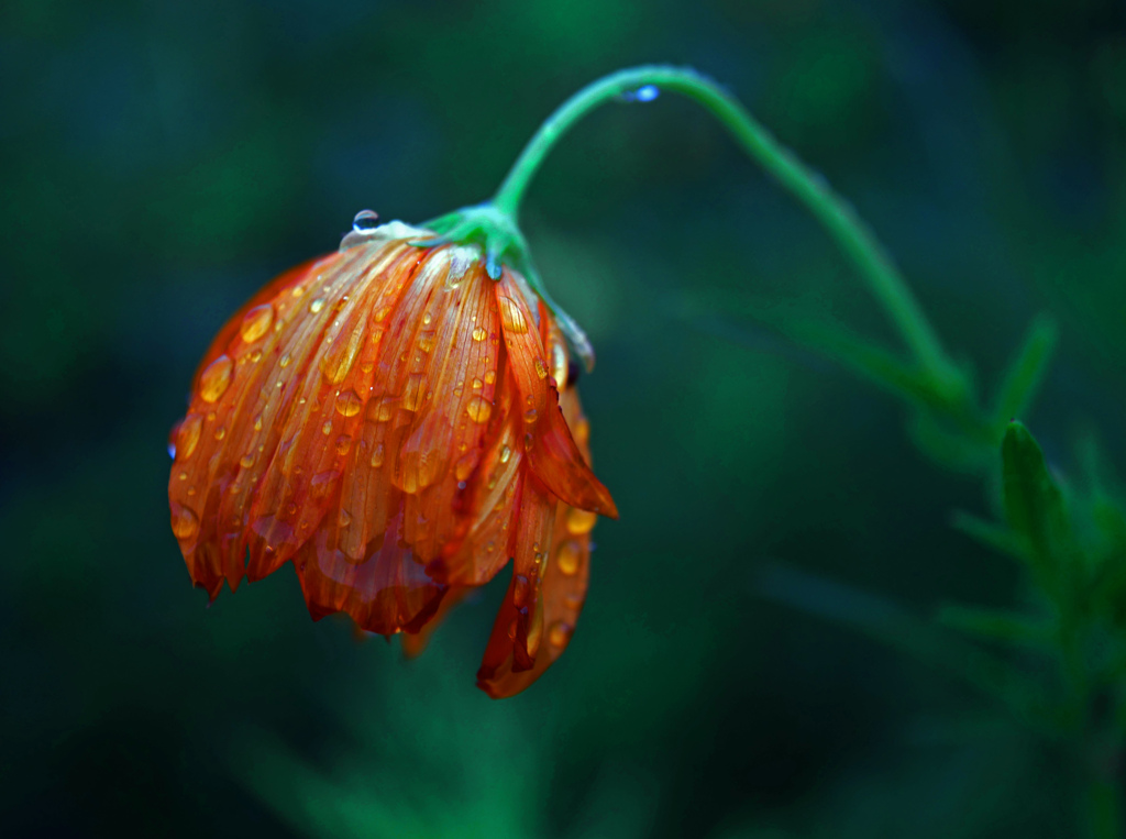 しょんぼりと　P1680108zz