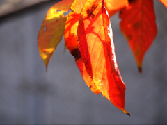 紅一点？　P1160747zz