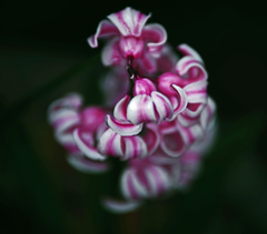 砂糖菓子　IMGP0737zz