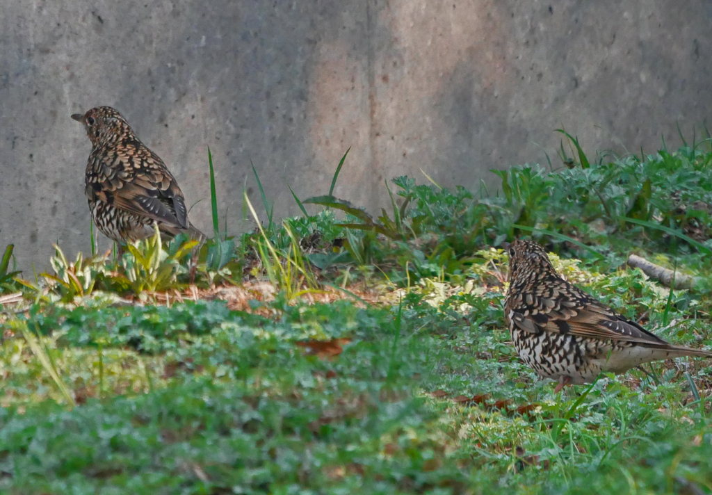 トラツグミ　P1090812zz