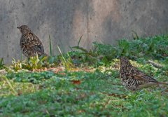 トラツグミ　P1090812zz