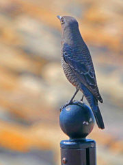 夢見る乙女　P1710592zz