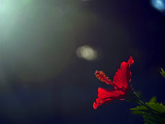 赤い夕陽に映える花　P1490435zz