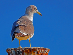 鋭い目付きⅡ　P1780062zz