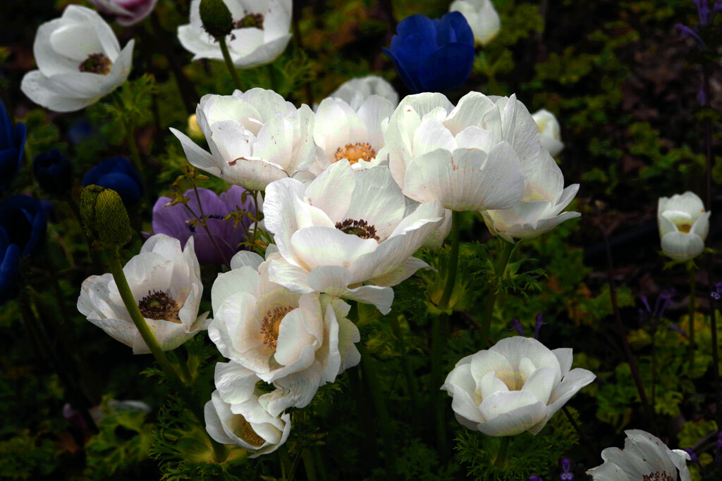 白いアネモネ　IMGP3461zz