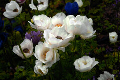 白いアネモネ　IMGP3461zz