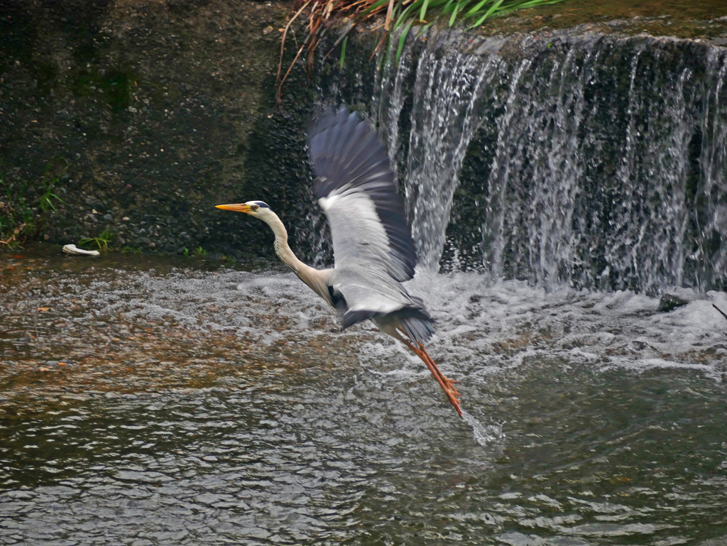 飛ぶ鳥跡を濁さず　P1200915z