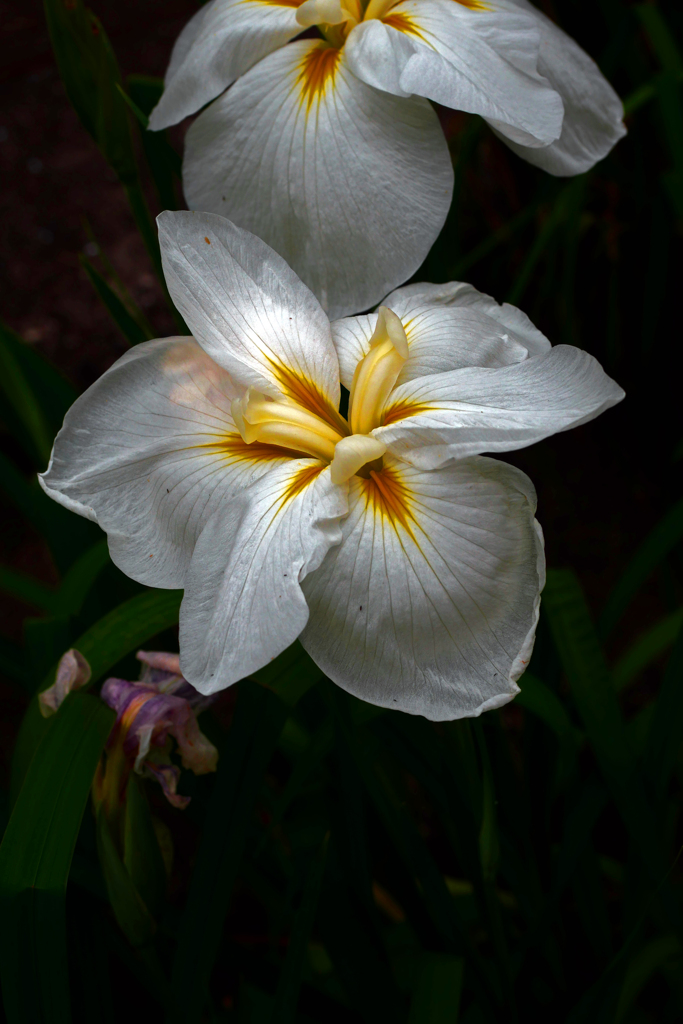 透ける花　P1190378zz