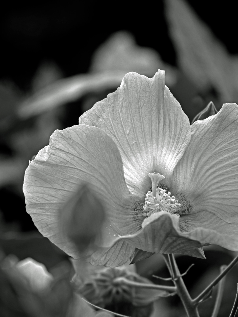 酔芙蓉　P1710586zz