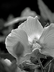 酔芙蓉　P1710586zz