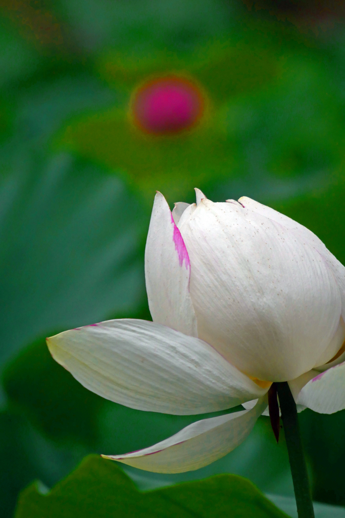 白い花と赤い蕾Ⅱ　P1420021zz