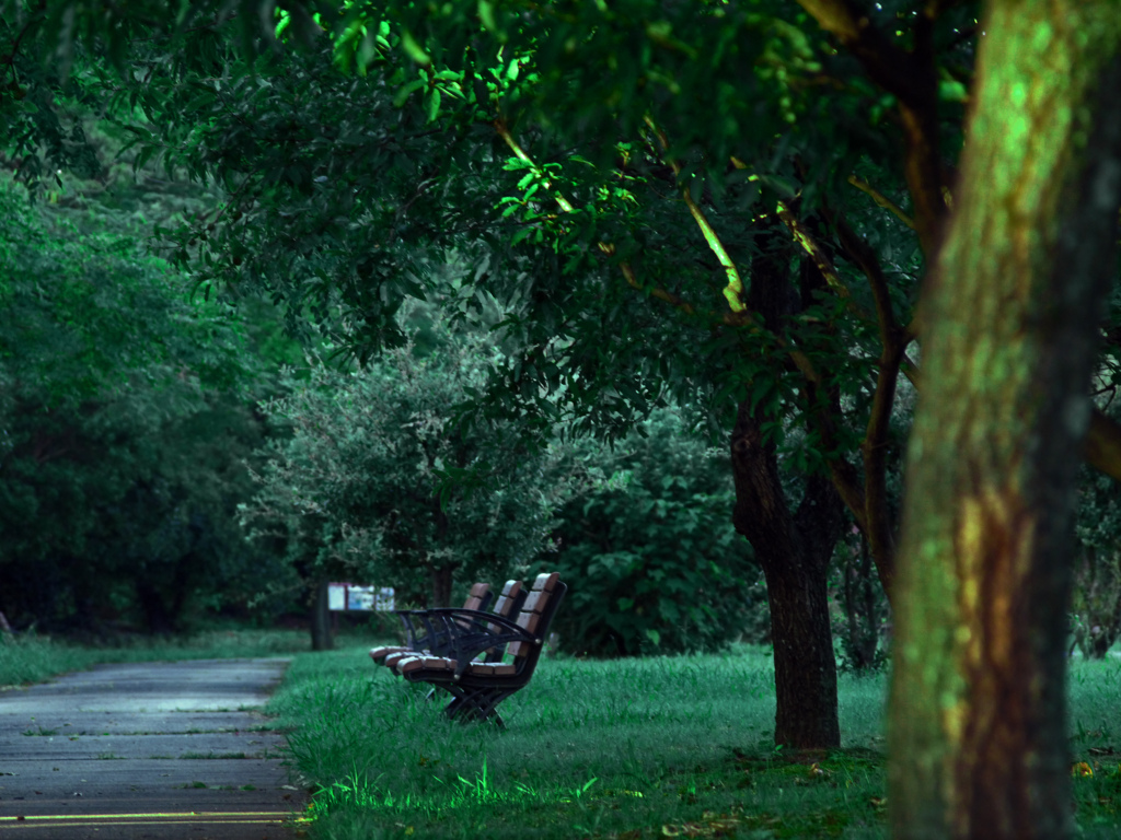 ベンチのある風景　P1150181zz