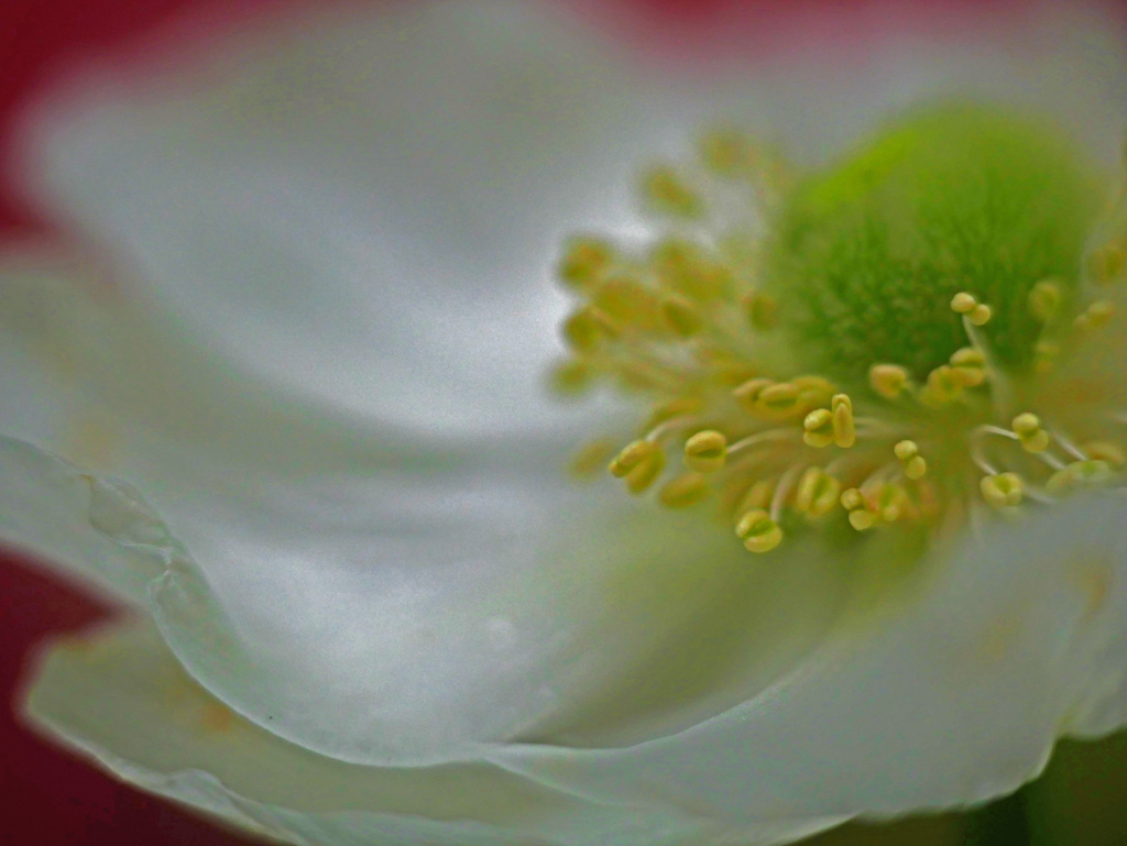 蕊　P1200199zz