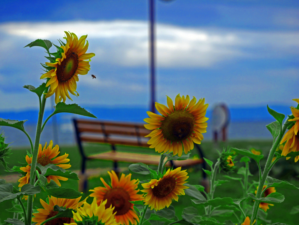 海辺のひまわり畑　P1600951zz