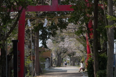 桜の季節が終わる頃　P1062914