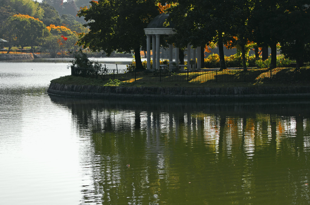 早朝の蜻蛉池公園_IMG9795zz
