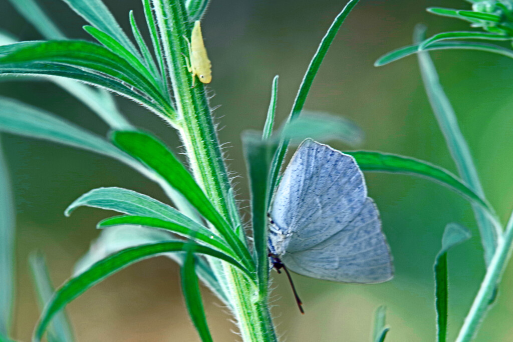 バッタの赤ちゃん？　IMGP1525zz