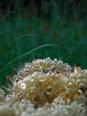 白い曼珠沙華　P1720045zz