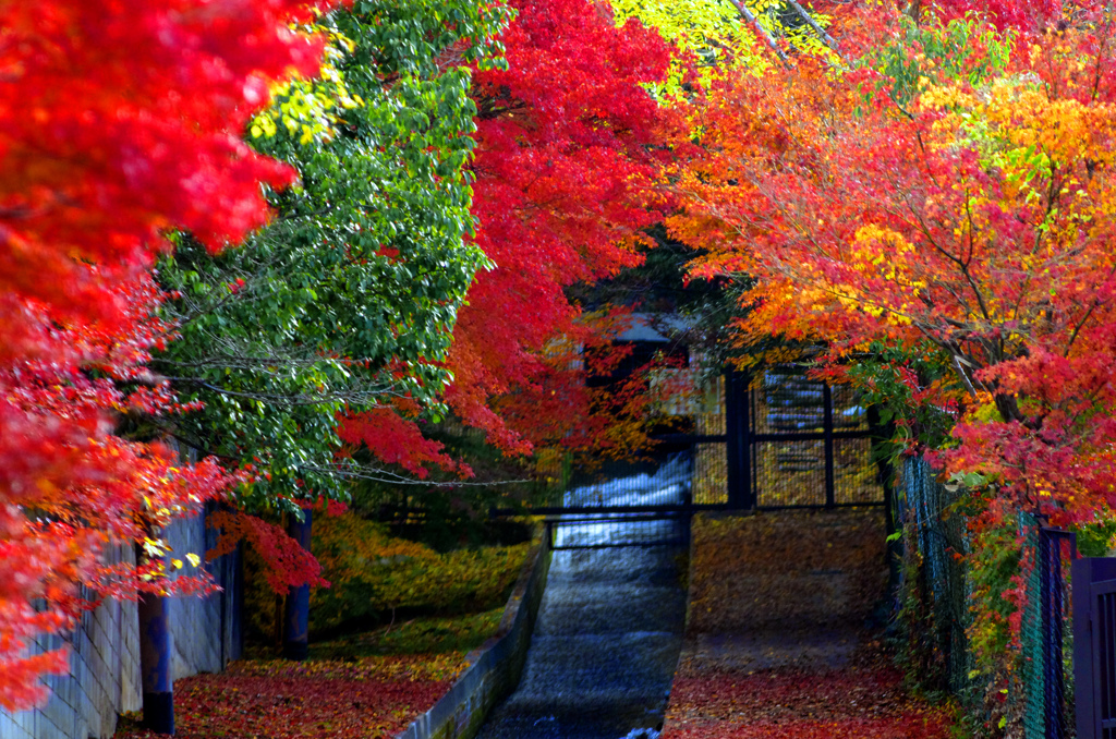 敷き紅葉　IMGP1616zz