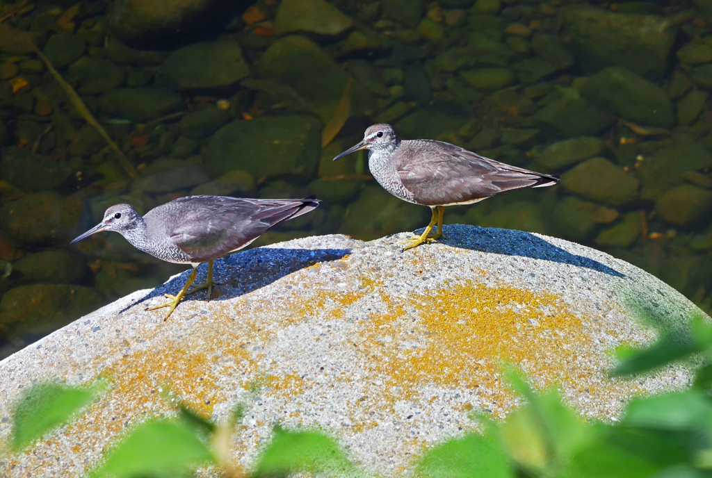 メリケンキアシシギ　P1220699zz