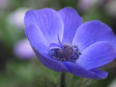 雌しべから花びら　P1250184zz
