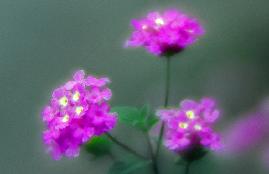 ランタナ　IMGP6748zz(ソフトフォーカス)